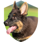 Cachorro - Pastor Alemão (filhote)