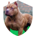 Cachorro - Pit Monster