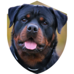 Cachorro - Rottweiler